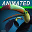 Toucan B ( Flying )